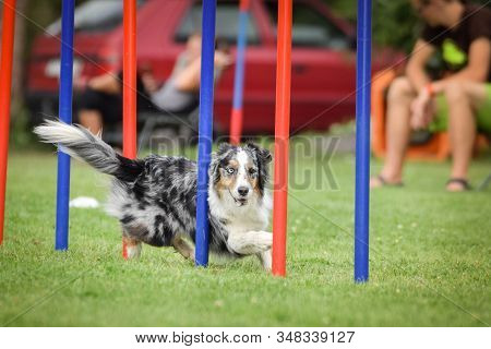 Bluemerle Border Collie Is Running Slalom On Czech Agility Competition Slalom.