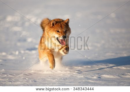 Cute And Happy Shiba Inu Puppy Running On The Snow In The Winter Field. Lovely Japanese Red Shiba In