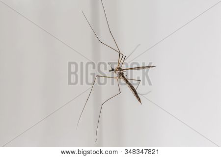 The Long-legged Mosquito (tipulidae) Sits On A Window Pane
