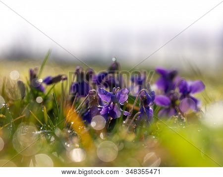 Viola Flower Blooming In Early Morning In Grass