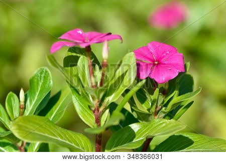 Photos Of Various Interesting Wildflowers That Are Self-grown