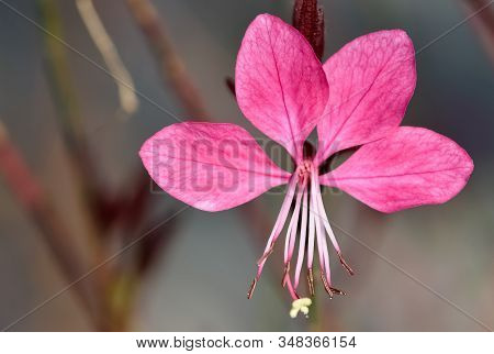 Photos Of Various Interesting Wildflowers That Are Self-grown