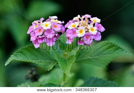 Photos Of Various Interesting Wildflowers That Are Self-grown