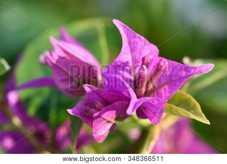 Photos Of Various Interesting Wildflowers That Are Self-grown