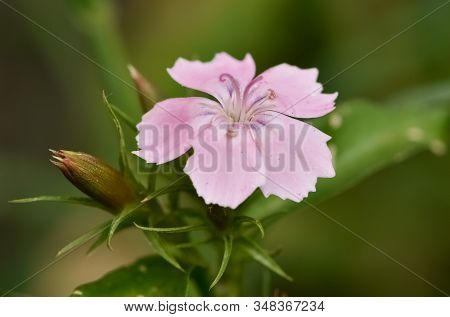 Photos Of Various Interesting Wildflowers That Are Self-grown