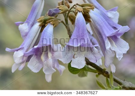 Photos Of Various Interesting Wildflowers That Are Self-grown
