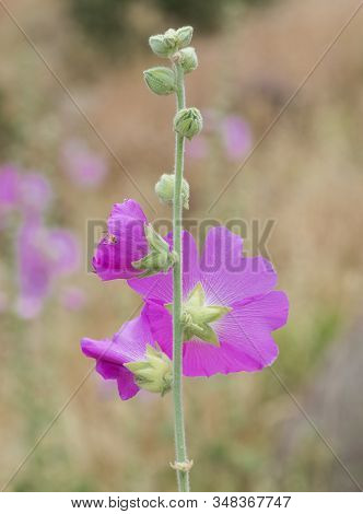 Photos Of Various Interesting Wildflowers That Are Self-grown