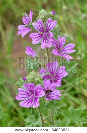 Photos Of Various Interesting Wildflowers That Are Self-grown