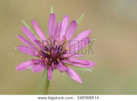 Photos Of Various Interesting Wildflowers That Are Self-grown