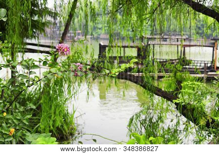 Various Plants And Trees With Tourist Boats On Water In Wuzhen Water Town Located In Tongxiang In Zh