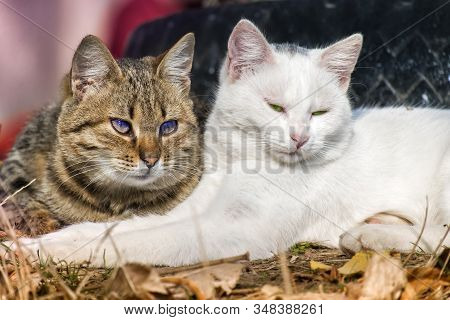 Cute Cats. White Tomcat And Striped Cat Huddled Together Lie On The Ground