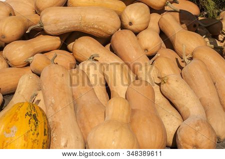 Pile Of Butternut Matilda Pumpkins Closeup As Background