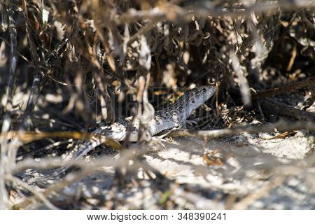 Steppe-runner Lizard. Image Of Habitat (eremias Arguta)