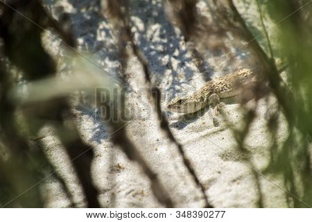 Steppe-runner Lizard. Image Of Habitat (eremias Arguta)