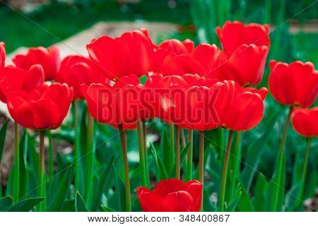 Beautiful Bright Red Tulips In The Photo With A Blurred Background And Soft Focus Trick For Greeting