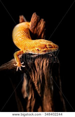 Macro Photo Of Leopard Gecko On The Wood In The Forest, Isolated On Black Background