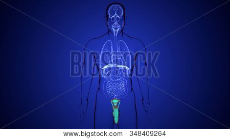 3d Illustration Of Human Body    Male Reproduction System