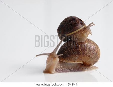 Slug Piggy Back Ride