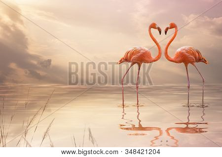 A Pair Of Pink Flamingos Making A Heart Shape In Reflection Pond. Love Concept