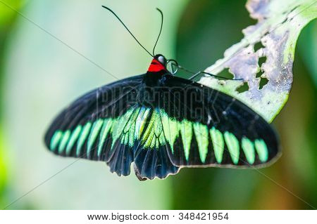 Rajah Brooke Black And Green Birdwing  Butterfly