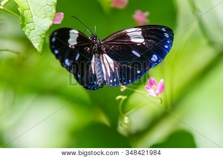 Blue And Black Tirumala Septentrionis, The Dark Blue Tiger Danaid Butterfly In Southeast Asia