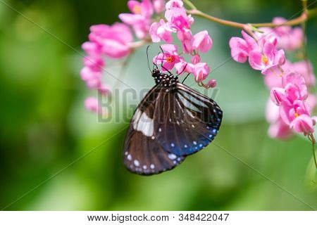 Blue And Black Tirumala Septentrionis, The Dark Blue Tiger Danaid Butterfly In Southeast Asia