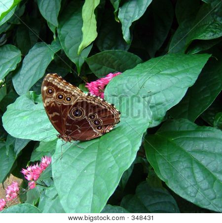 Motyl 2