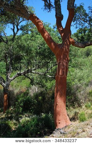 Cork Oaks Stripped Of Their Bark, Sierra De Los Alcornocales, Andalucia, Spain