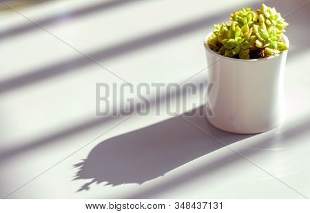 Green Echveria Succulent Plant Pot Sunlight Shadow Background