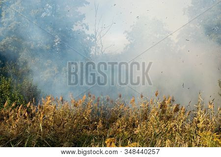 Peatland Fires Are Raging In Early Autumn