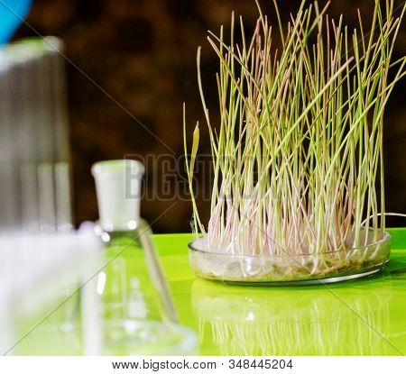 A Sample Of Sprouted Wheat Grain Stands On A Table In A Biochemical Laboratory.