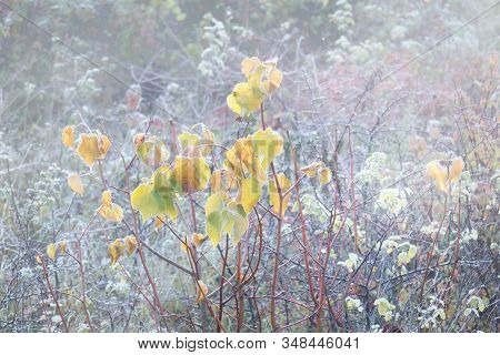 Rimy Autumnal Leaves