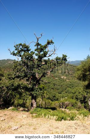 View Across The Tree Covered Mountains, Sierra De Los Alcornocales, Andalucia, Spain