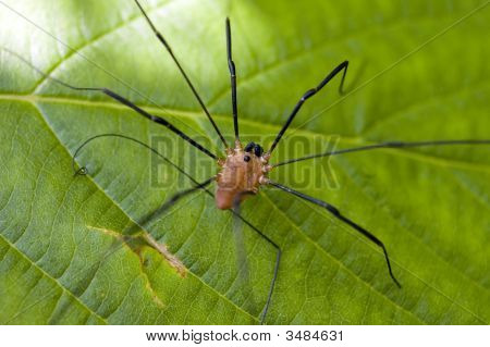 Daddy Longlegs Spider