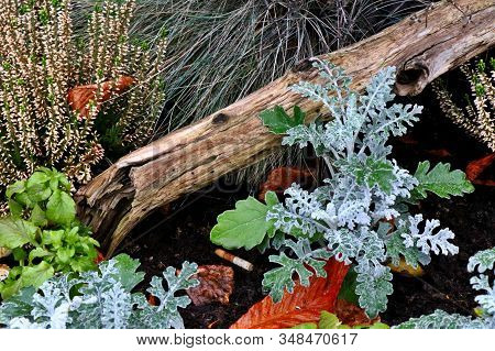 Winter Flower Bed Arrangement With Red Heather (calluna Vulgaris) And Silver Artemisia Powis Castle 