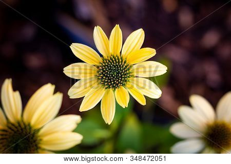 A Top Down Portrait Of A Mellow Yellow Flower Or Scientifically Known As The Echinacea Purpurea.mul