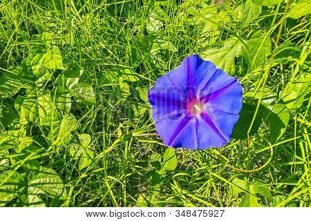 Top View Shot Blue Ipomea Flower Surrounded By Green Plants