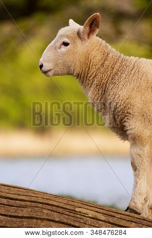 English Lamb.  A Young Lamb Beside Derwentwater, Cumbria In The English Lake District.