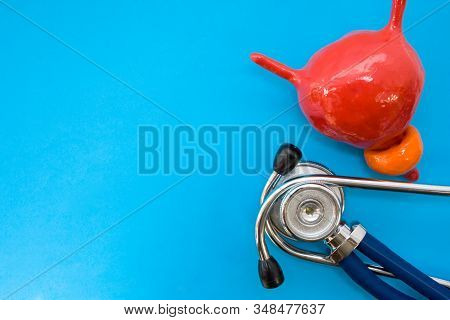 Anatomic Study Model Of Bladder With Prostate And Stethoscope On Blue Background Occupy Half Of Phot