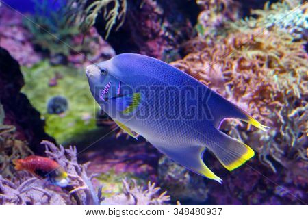 Blue Angelfish (holacanthus Bermudensis) Beautiful, Exotic Fish Swims Among Coral Reefs. Soft Focus,