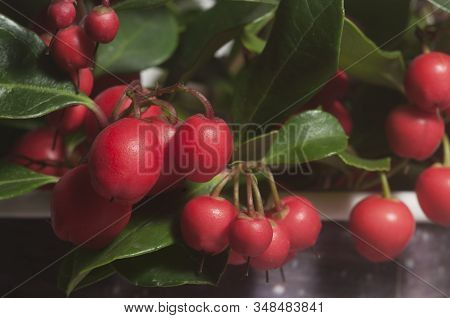 Gaultheria Procumbens Berries Cloeu Up Shot Local Focus