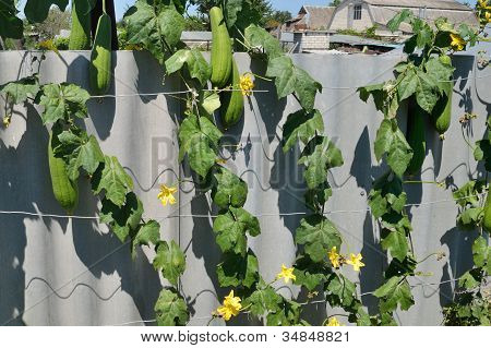 Luffa