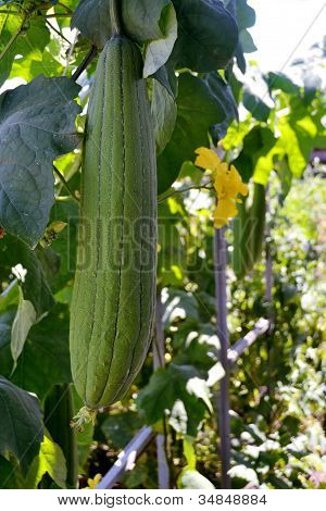 Luffa