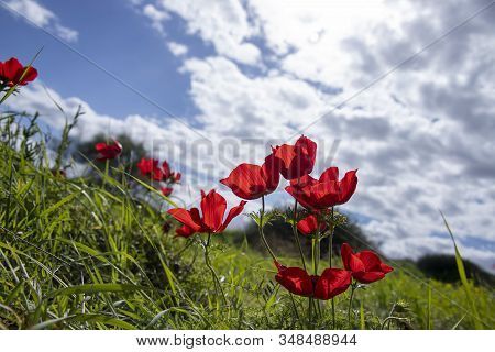 Red Anemones Coronaria Flowers In Bloom In Green Grass Against Blue Sky With Clouds