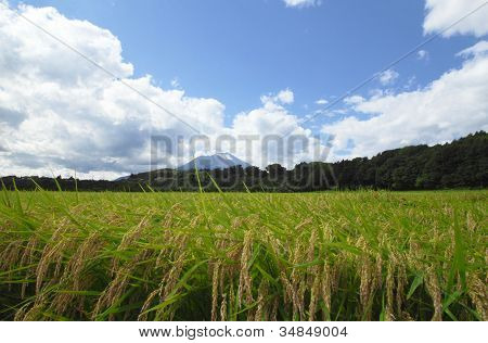 Mt.iwate And Landscape Of Rice Field