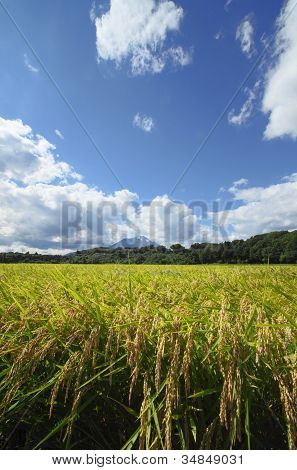 Mt.iwate And Landscape Of Rice Field