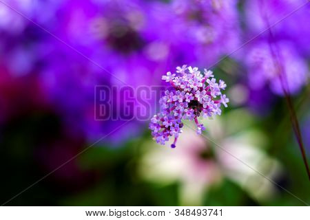 A Portrait Of A Purpletop Vervain Flower. The Flowers Are Very Small, Grouped, Purple And Beautiful.