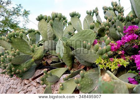 Blooming Opuntia Cacti Flower, Opuncia Called Prickly Pear On The Rock Garden In Italy, Monopoli Tow