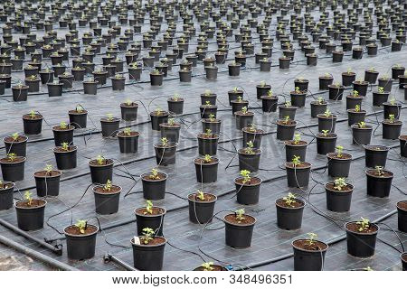 Greenhouse For Chrysanthemum Flower Seedling Planting Plots. Flower Potted Plants Irrigation. Soil D