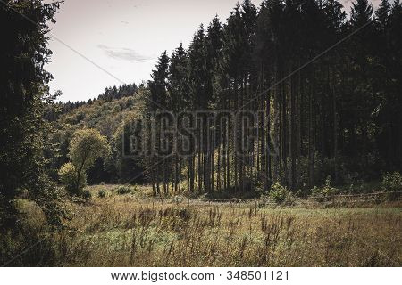 A Landscape Portrait Of The Side Of A Pine Forest And An Open Meadow In Between It. The Pine Woords 